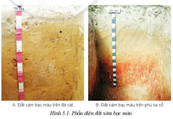 Lý thuyết Công nghệ 10 Bài 5: Biện pháp cải tạo, sử dụng và bảo vệ đất trồng - Cánh diều  (ảnh 1)