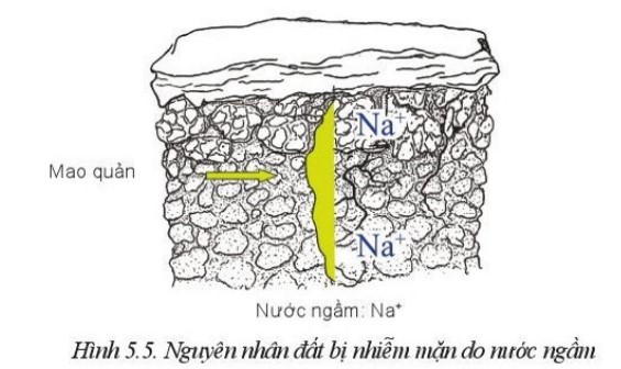 Lý thuyết Công nghệ 10 Bài 5: Biện pháp cải tạo, sử dụng và bảo vệ đất trồng - Cánh diều  (ảnh 1)