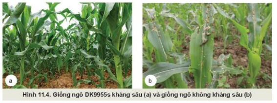 Lý thuyết Công Nghệ 10 Bài 11: Khái niệm và vai trò của giống cây trồng - Kết nối tri thức (ảnh 1)