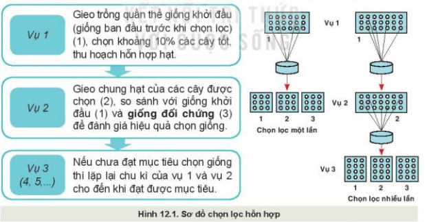 Lý thuyết Công Nghệ 10 Bài 12: Một số phương pháp chọn, tạo giống cây trồng - Kết nối tri thức (ảnh 1)