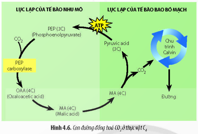 Lý thuyết Sinh học 11 Bài 4 (Chân trời sáng tạo): Quang hợp ở thực vật (ảnh 5)