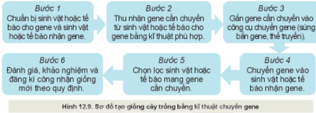 Công nghệ 10 Bài 12: Một số phương pháp chọn, tạo giống cây trồng | Kết nối tri thức (ảnh 6)