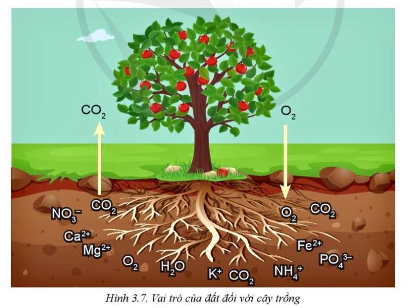 Công nghệ 10 Bài 3: Mối quan hệ giữa cây trồng và các yếu tố chính trong trồng trọt | Cánh diều (ảnh 6)