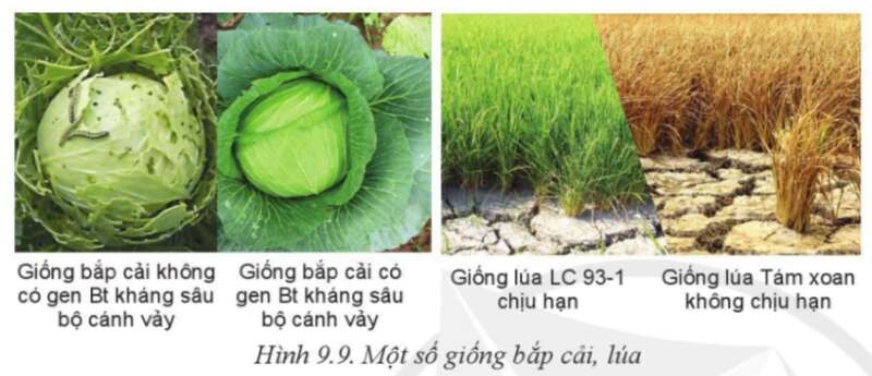 Công nghệ 10 Bài 9: Giống cây trồng | Cánh diều (ảnh 5)