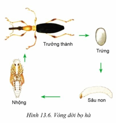 Công nghệ 10 Bài 13: Sâu hại cây trồng | Cánh diều (ảnh 6)