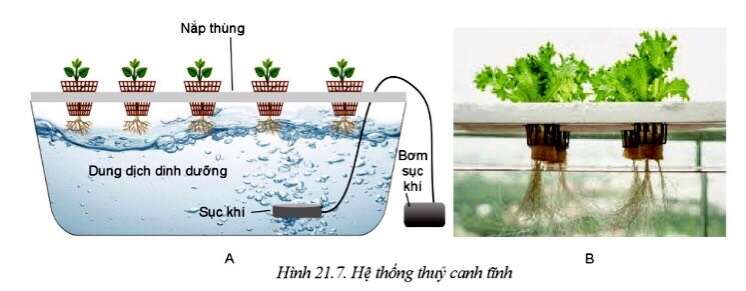 Công nghệ 10 Bài 21: Công nghệ trồng cây không dùng đất | Cánh diều (ảnh 6)