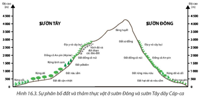 Địa Lí 10 Bài 16: Thực hành phân tích sự phân bố của đất và sinh vật trên Trái Đất | Chân trời sáng tạo (ảnh 4)