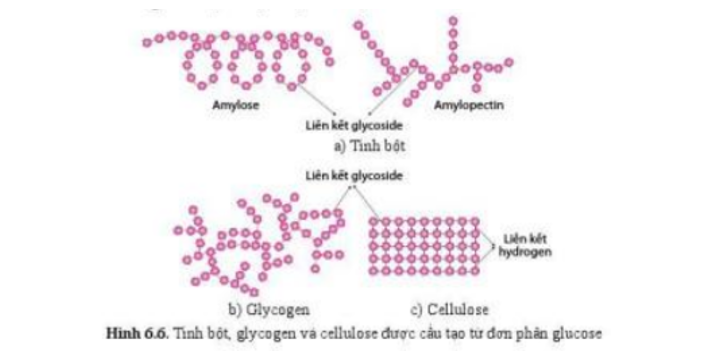 Lý thuyết Sinh học 10 Bài 6 (Cánh diều): Các phân tử sinh học (ảnh 6)