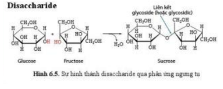 Lý thuyết Sinh học 10 Bài 6 (Cánh diều): Các phân tử sinh học (ảnh 5)