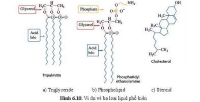 Lý thuyết Sinh học 10 Bài 6 (Cánh diều): Các phân tử sinh học (ảnh 14)