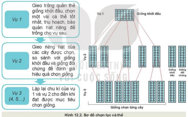 Lý thuyết Công Nghệ 10 Bài 12: Một số phương pháp chọn, tạo giống cây trồng - Kết nối tri thức (ảnh 1)