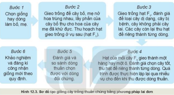 Lý thuyết Công Nghệ 10 Bài 12: Một số phương pháp chọn, tạo giống cây trồng - Kết nối tri thức (ảnh 1)