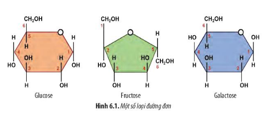 Sinh học 10 Bài 6: Các phân tử sinh học trong tế bào | Giải Sinh 10 Chân trời sáng tạo (ảnh 1)