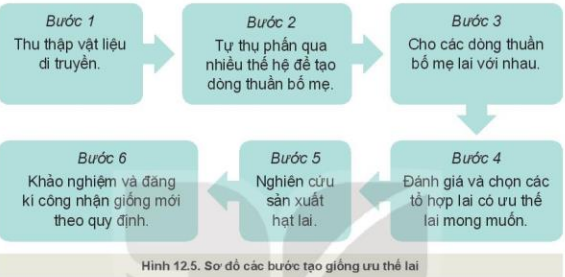 Lý thuyết Công Nghệ 10 Bài 12: Một số phương pháp chọn, tạo giống cây trồng - Kết nối tri thức (ảnh 1)