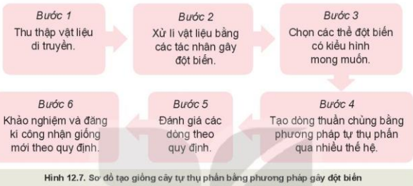 Lý thuyết Công Nghệ 10 Bài 12: Một số phương pháp chọn, tạo giống cây trồng - Kết nối tri thức (ảnh 1)