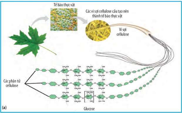 Sinh học 10 Bài 6: Các phân tử sinh học trong tế bào | Giải Sinh 10 Chân trời sáng tạo (ảnh 2)