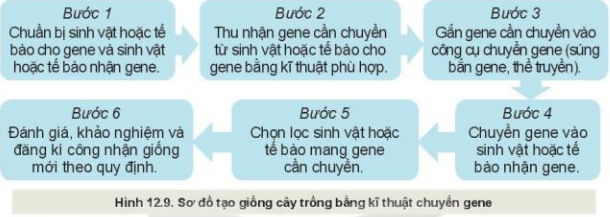 Lý thuyết Công Nghệ 10 Bài 12: Một số phương pháp chọn, tạo giống cây trồng - Kết nối tri thức (ảnh 1)