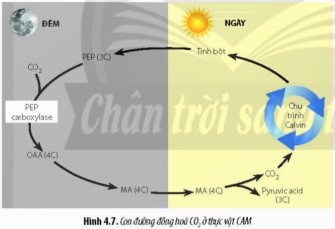 Lý thuyết Sinh học 11 Bài 4 (Chân trời sáng tạo): Quang hợp ở thực vật (ảnh 6)