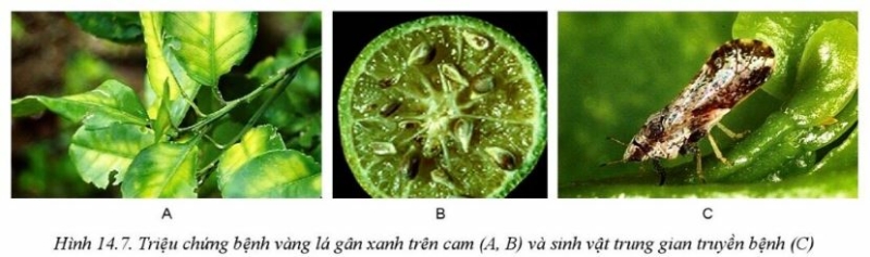 Công nghệ 10 Bài 14: Bệnh hại cây trồng | Cánh diều (ảnh 7)