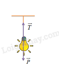 Vật Lí 10 Bài 17: Trọng lực và lực căng | Giải Lí 10 Kết nối tri thức (ảnh 7)