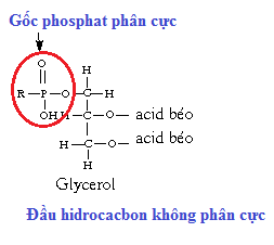 Sinh học 10 Bài 6: Các phân tử sinh học trong tế bào | Giải Sinh 10 Chân trời sáng tạo (ảnh 3)