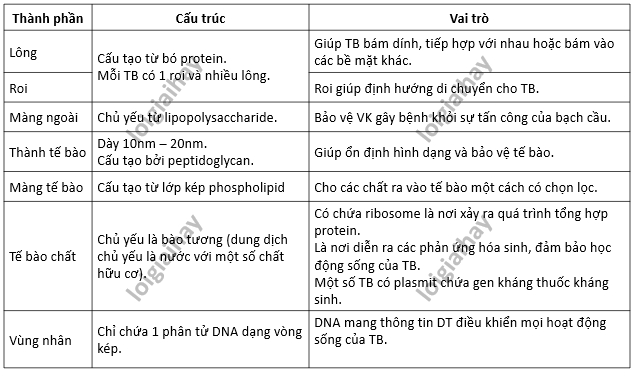 Lý thuyết Sinh học 10 Bài 7 (Kết nối tri thức): Tế bào nhân sơ (ảnh 9)