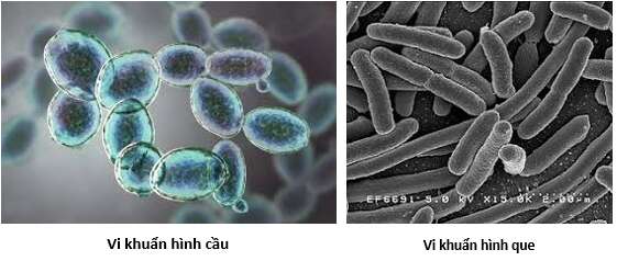 Lý thuyết Sinh học 10 Bài 7 (Kết nối tri thức): Tế bào nhân sơ (ảnh 3)