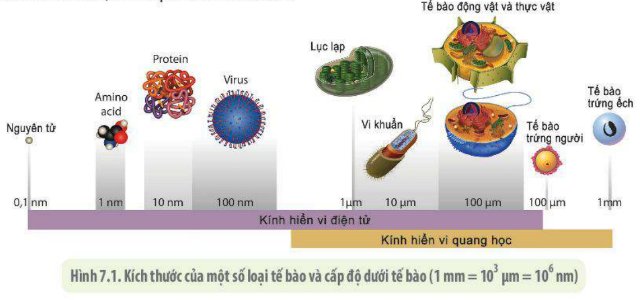 Lý thuyết Sinh học 10 Bài 7 (Kết nối tri thức): Tế bào nhân sơ (ảnh 2)