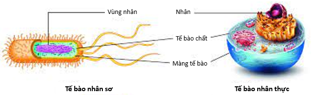 Lý thuyết Sinh học 10 Bài 8 (Kết nối tri thức): Tế bào nhân thực (ảnh 2)