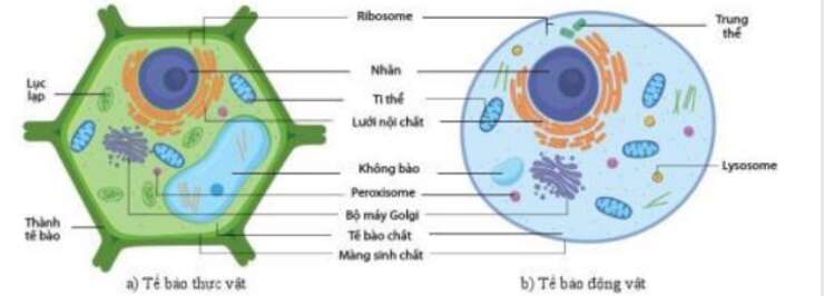 Lý thuyết Sinh học 10 Bài 7 (Cánh diều): Tế bào nhân sơ và tế bào nhân thực (ảnh 2)