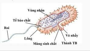 Lý thuyết Sinh học 10 Bài 7 (Kết nối tri thức): Tế bào nhân sơ (ảnh 7)