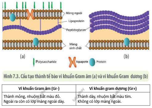 Lý thuyết Sinh học 10 Bài 8 (Chân trời sáng tạo): Tế bào nhân sơ (ảnh 5)