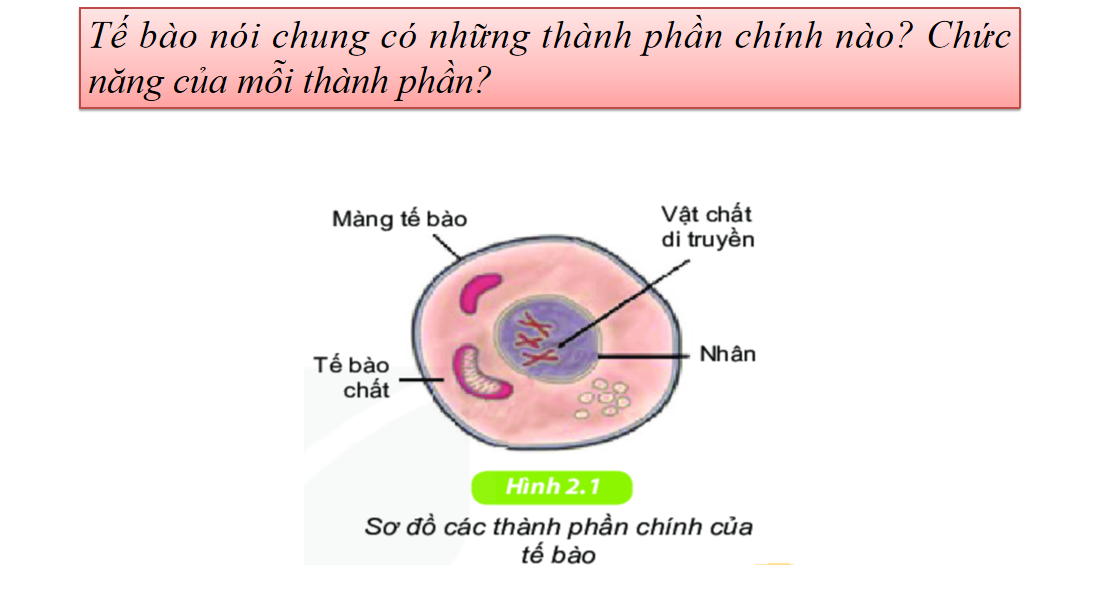 Giáo án điện tử Tế bào nhân sơ và tế bào nhân thực | Bài giảng PPT Sinh học 10 (ảnh 1)