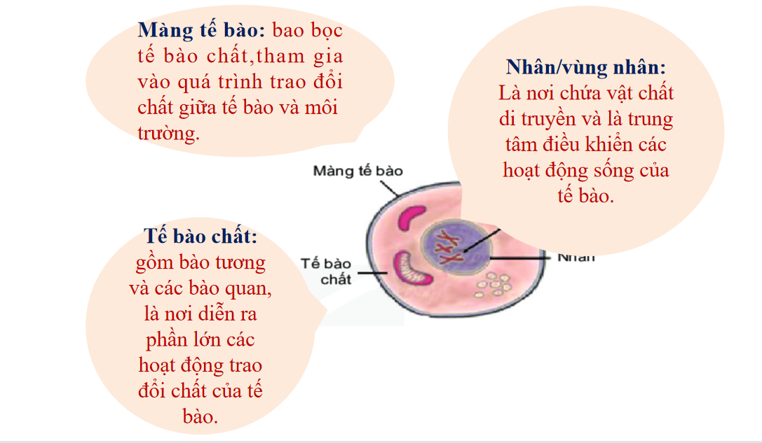 Giáo án điện tử Tế bào nhân sơ và tế bào nhân thực | Bài giảng PPT Sinh học 10 (ảnh 1)