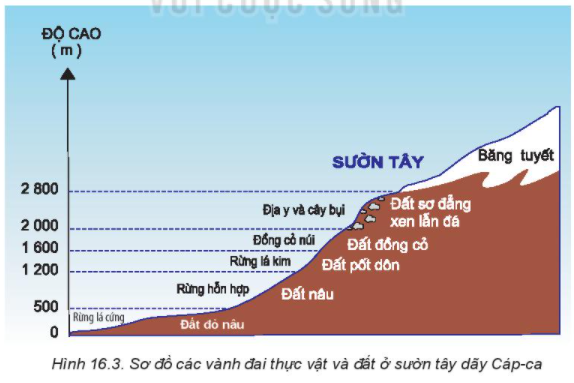 Địa lí 10 Bài 16: Thực hành: Tìm hiểu sự phân bố đất và sinh vật trên Trái Đất | Kết nối tri thức (ảnh 3)