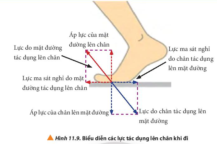 Vật Lí 10 Bài 11: Một số lực trong thực tiễn | Giải Lí 10 Chân trời sáng tạo (ảnh 8)