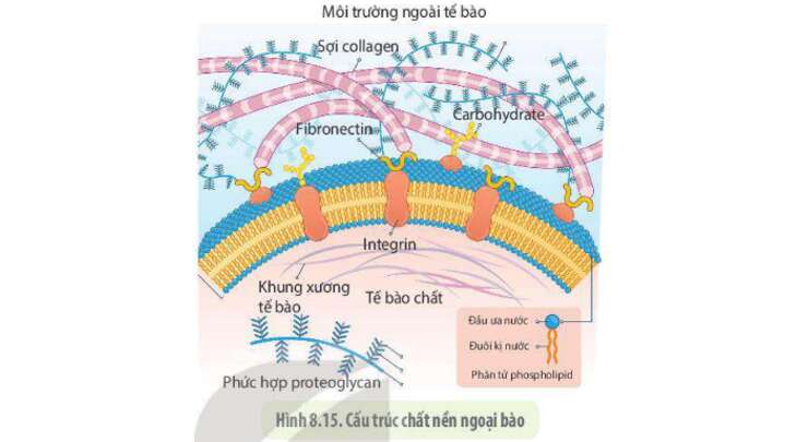 Lý thuyết Sinh học 10 Bài 8 (Kết nối tri thức): Tế bào nhân thực (ảnh 20)