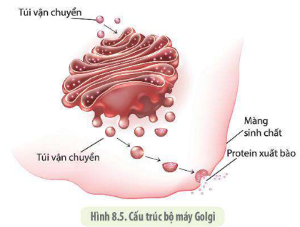 Lý thuyết Sinh học 10 Bài 8 (Kết nối tri thức): Tế bào nhân thực (ảnh 8)