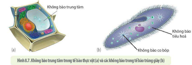 Lý thuyết Sinh học 10 Bài 8 (Kết nối tri thức): Tế bào nhân thực (ảnh 10)