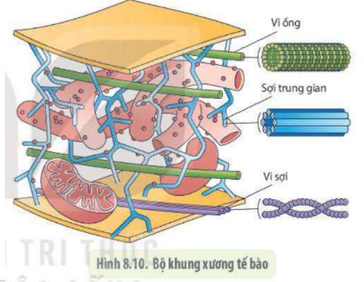 Lý thuyết Sinh học 10 Bài 9 (Chân trời sáng tạo): Tế bào nhân thực (ảnh 9)