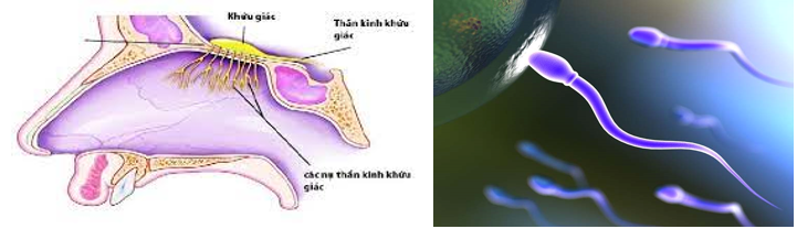 Lý thuyết Sinh học 10 Bài 8 (Kết nối tri thức): Tế bào nhân thực (ảnh 19)