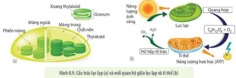 Lý thuyết Sinh học 10 Bài 8 (Kết nối tri thức): Tế bào nhân thực (ảnh 13)