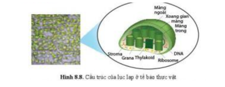 Lý thuyết Sinh học 10 Bài 8 (Cánh diều): Cấu trúc của tế bào nhân thực (ảnh 7)