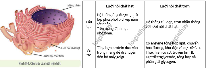 Lý thuyết Sinh học 10 Bài 9 (Chân trời sáng tạo): Tế bào nhân thực (ảnh 5)