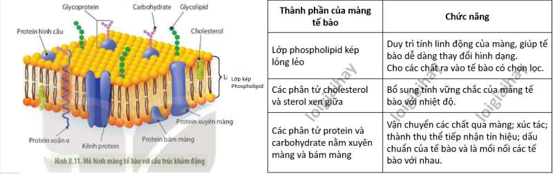 Lý thuyết Sinh học 10 Bài 8 (Kết nối tri thức): Tế bào nhân thực (ảnh 16)