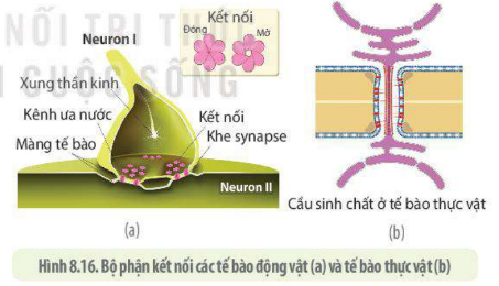 Lý thuyết Sinh học 10 Bài 8 (Kết nối tri thức): Tế bào nhân thực (ảnh 21)