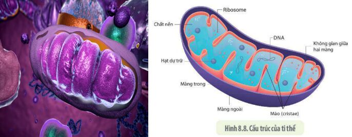 Lý thuyết Sinh học 10 Bài 9 (Chân trời sáng tạo): Tế bào nhân thực (ảnh 7)