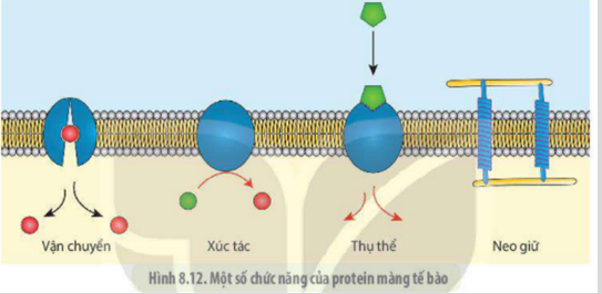 Lý thuyết Sinh học 10 Bài 8 (Kết nối tri thức): Tế bào nhân thực (ảnh 17)