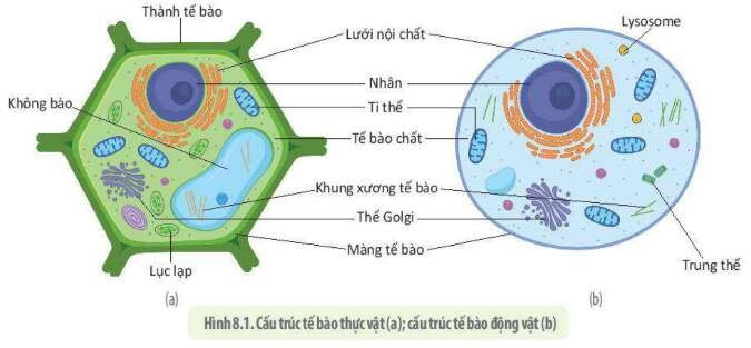 Giáo án Sinh học 10 Bài 8 (Kết nối tri thức 2023): Tế bào nhân thực (ảnh 1)