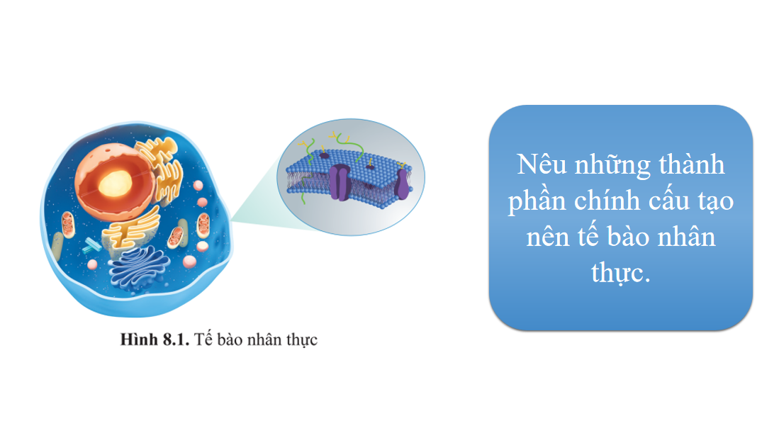 Giáo án điện tử Cấu trúc của tế bào nhân thực | Bài giảng PPT Sinh học 10 (ảnh 1)